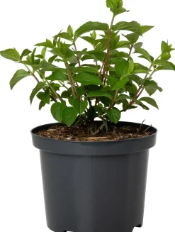 Clearance Rispenhortensie (Hydrangea paniculata 'Silver Dollar') D 23 H 60 cm Hortensien|Blühende Pflanzen