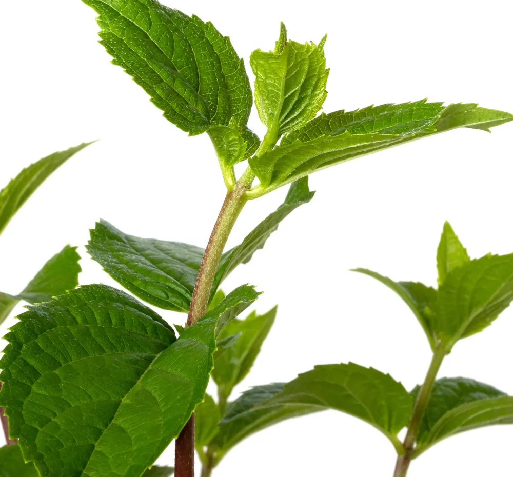 Clearance Rispenhortensie (Hydrangea paniculata 'Silver Dollar') D 23 H 60 cm Hortensien|Blühende Pflanzen