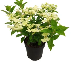 Sale Rispenhortensie (Hydrangea paniculata 'Switch Ophelia') D 19 H 40 cm Hortensien|Blühende Pflanzen
