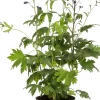 Online Rittersporn (Delphinium) D 19 H 40 cm Winterharte Pflanzen|Mehrjährige Pflanzen