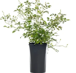 Outlet Rose (Rosa 'Crystal Fairy') Immergrüne Pflanzen|Rosen