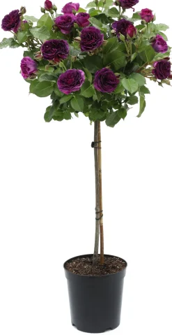 Rose Stämmchen (Rosa 'Minerva') D 24 H 75 cm Winterharte Pflanzen|Rosen