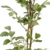 Clearance Rotbuche (Fagus Sylvatica) D 23 H 150 cm Heckenpflanzen|Winterharte Pflanzen