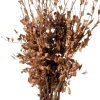 Sale Rotbuche im Sack (Fagus sylvatica) H 40 cm 10 St. Heckenpflanzen|Winterharte Pflanzen