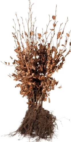 Sale Rotbuche im Sack (Fagus sylvatica) H 40 cm 10 St. Heckenpflanzen|Winterharte Pflanzen