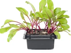 Outlet Rote Bete (Beta vulgaris var. rubra) Obst, Gemüse & Kräuter|Gemüsepflanzen