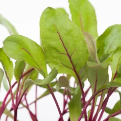 Outlet Rote Bete (Beta vulgaris var. rubra) Obst, Gemüse & Kräuter|Gemüsepflanzen