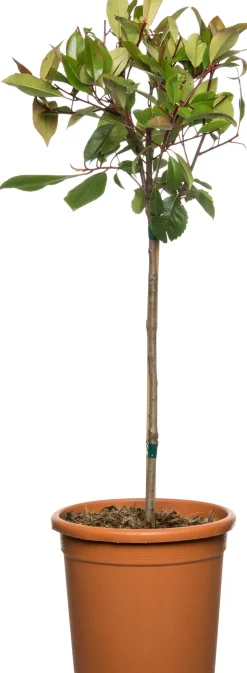 Sale Rote Glanzmispel (Photinia Fraseri Red Robin) Immergrüne Pflanzen|Winterharte Pflanzen