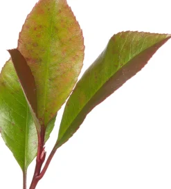 Sale Rote Glanzmispel (Photinia Fraseri Red Robin) Immergrüne Pflanzen|Winterharte Pflanzen