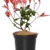 Sale Rote Glanzmispel (Photinia Fraseri Red Robin) Glanzmispel