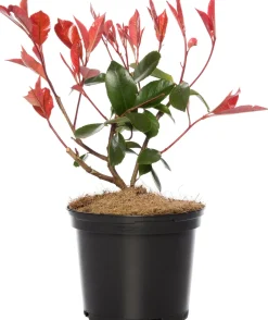 Sale Rote Glanzmispel (Photinia Fraseri Red Robin) Glanzmispel