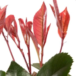 Sale Rote Glanzmispel (Photinia Fraseri Red Robin) Glanzmispel