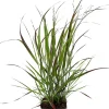 Discount Rutenhirse (Panicum virgatum) D 17 cm Blühende Pflanzen|Mehrjährige Pflanzen