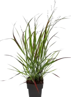 Discount Rutenhirse (Panicum virgatum) D 17 cm Blühende Pflanzen|Mehrjährige Pflanzen