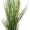 Best Rutenhirse (Panicum virgatum 'Northwind') D 23 H 75 cm Winterharte Pflanzen|Mehrjährige Pflanzen