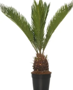 Discount Sagopalmfarn (Cycas revoluta) D 14 H 50 cm Grünpflanzen|Zimmerpalmen