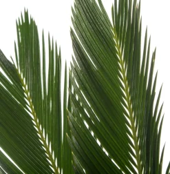 Discount Sagopalmfarn (Cycas revoluta) D 14 H 50 cm Grünpflanzen|Zimmerpalmen