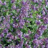 Online Salbei (Salvia nemorosa) D 17 cm Winterharte Pflanzen|Mehrjährige Pflanzen