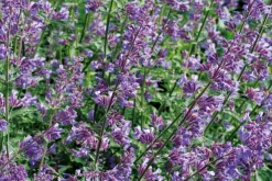 Online Salbei (Salvia nemorosa) D 17 cm Winterharte Pflanzen|Mehrjährige Pflanzen