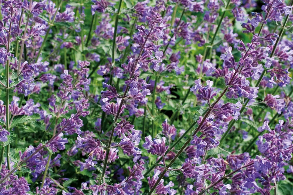 Online Salbei (Salvia nemorosa) D 17 cm Winterharte Pflanzen|Mehrjährige Pflanzen