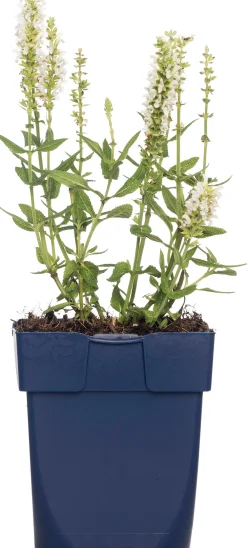 New Salbei (Salvia nemorosa 'Schneehügel') D 11 H 10 cm Blühende Pflanzen|Winterharte Pflanzen