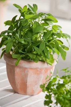 New Salbei (Salvia officinalis) D 18 H 20 cm Obst, Gemüse & Kräuter|Kräuterpflanzen