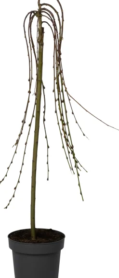 Clearance Salweide (Salix caprea 'Kilmarnock') D 22 H 140 cm Winterharte Pflanzen|Weide