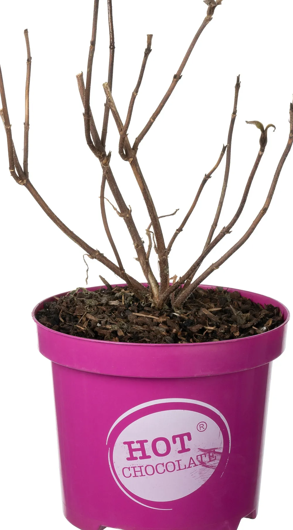 Samthortensie (Hydrangea aspera 'Hot Chocolate') D 19 H 25 cm Hortensien|Blühende Pflanzen