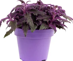 New Samtpflanze (Gynura 'Purple Passion') D 15 H 25 cm Kleine Zimmerpflanzen|Grünpflanzen