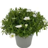 Outlet Sandkraut (Arenaria montana 'Summer White') D 12 H 20 cm Blühende Pflanzen|Immergrüne Pflanzen