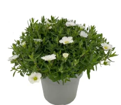 Outlet Sandkraut (Arenaria montana 'Summer White') D 12 H 20 cm Blühende Pflanzen|Immergrüne Pflanzen