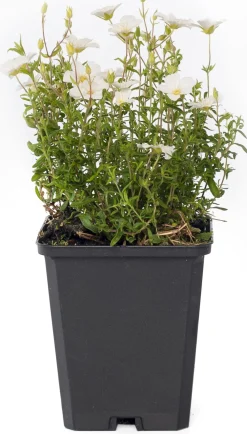 Best Sandkraut (Arenaria montana) D 9 H 5 cm Blühende Pflanzen|Bodendecker