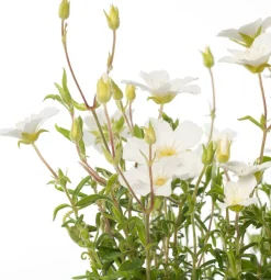 Best Sandkraut (Arenaria montana) D 9 H 5 cm Blühende Pflanzen|Bodendecker