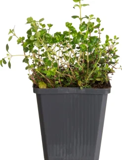 New Sand-Thymian (Thymus serpyllum) D 9 H 10 cm Blühende Pflanzen|Immergrüne Pflanzen