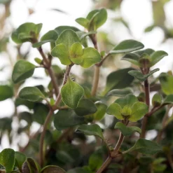 Online Sand-Thymian (Thymus serpyllum) Immergrüne Pflanzen|Bodendecker