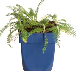 Hot Schafgarbe (Achillea millefolium 'Lachsschönheit') D 11 H 15 cm Blühende Pflanzen|Winterharte Pflanzen