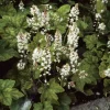 Online Schaumblüte (Tiarella wherryi) Immergrüne Pflanzen|Mehrjährige Pflanzen
