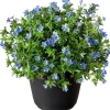 New Schein-Steinsame (Lithodora diffusa 'Heavenly Blue') D 13 H 10 cm Blühende Pflanzen|Immergrüne Pflanzen