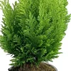 Best Scheinzypresse (Chamaecyparis lawsoniana 'Ellwood's Empire') D 13 H 25 cm Immergrüne Pflanzen|Winterharte Pflanzen