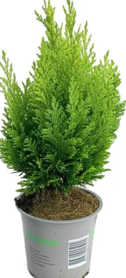Best Scheinzypresse (Chamaecyparis lawsoniana 'Ellwood's Empire') D 13 H 25 cm Immergrüne Pflanzen|Winterharte Pflanzen