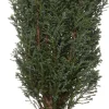 Discount Scheinzypresse (Chamaecyparis lawsoniana) Immergrüne Pflanzen|Winterharte Pflanzen