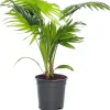 New Schirmpalme (Livistona rotundifolia) D 17 cm H 60 cm Grünpflanzen|Zimmerpalmen