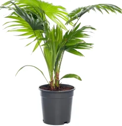 New Schirmpalme (Livistona rotundifolia) D 17 cm H 60 cm Grünpflanzen|Zimmerpalmen