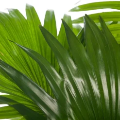 New Schirmpalme (Livistona rotundifolia) D 17 cm H 60 cm Grünpflanzen|Zimmerpalmen