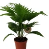 Sale Schirmpalme (Livistona rotundifolia) D 14 H 40 cm Grünpflanzen|Zimmerpalmen