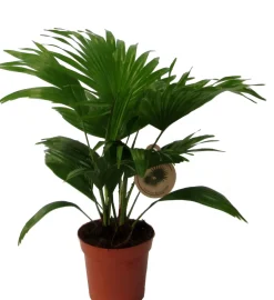 Sale Schirmpalme (Livistona rotundifolia) D 14 H 40 cm Grünpflanzen|Zimmerpalmen