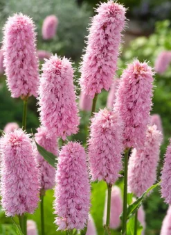 Discount Schlangen-Knöterich (Polygonum bistorta) D 9 H 20 cm Teichpflanzen|Winterharte Pflanzen