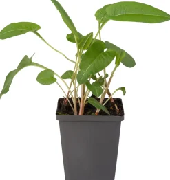 Discount Schlangen-Knöterich (Polygonum bistorta) D 9 H 20 cm Teichpflanzen|Winterharte Pflanzen