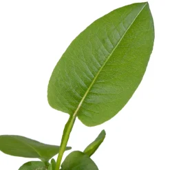 Discount Schlangen-Knöterich (Polygonum bistorta) D 9 H 20 cm Teichpflanzen|Winterharte Pflanzen