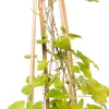 New Schlingenknöterich (Fallopia aubertii) D 16 H 75 cm Blühende Pflanzen|Kletterpflanzen